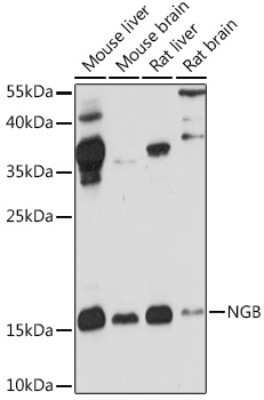 Western Blot: Neuroglobin AntibodyAzide and BSA Free [NBP2-94029]